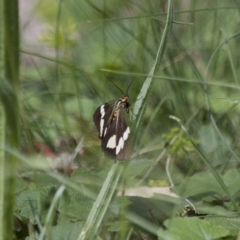 Nyctemera amicus (Senecio Moth, Magpie Moth, Cineraria Moth) at Illilanga & Baroona - 2 Feb 2015 by Illilanga