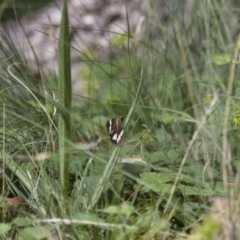 Nyctemera amicus at Michelago, NSW - 2 Feb 2015 03:01 PM