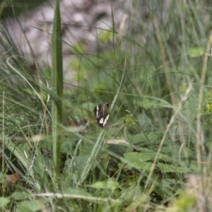 Nyctemera amicus at Michelago, NSW - 2 Feb 2015 03:01 PM