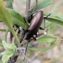 Homotrysis cisteloides (Darkling beetle) at Mount Painter - 27 Oct 2017 by CathB