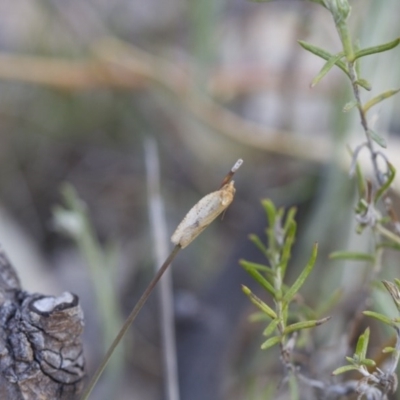 Tortricinae (subfamily) (A tortrix moth) at Michelago, NSW - 7 Oct 2017 by Illilanga