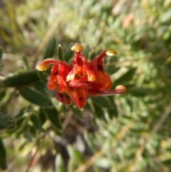 Grevillea alpina (Mountain Grevillea / Cat's Claws Grevillea) at Mount Painter - 29 Oct 2017 by CathB
