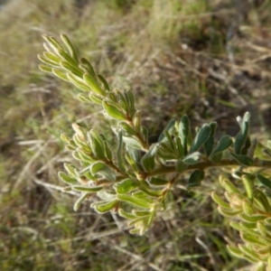 Grevillea alpina at Cook, ACT - 29 Oct 2017