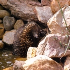 Tachyglossus aculeatus (Short-beaked Echidna) at Michelago, NSW - 21 Feb 2009 by Illilanga