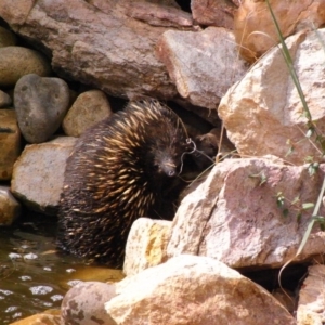 Tachyglossus aculeatus at Michelago, NSW - 21 Feb 2009