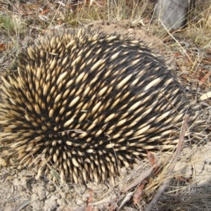 Tachyglossus aculeatus at Michelago, NSW - 7 Dec 2009