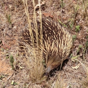 Tachyglossus aculeatus at Michelago, NSW - 31 Dec 2012