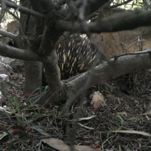 Tachyglossus aculeatus at Michelago, NSW - 26 Sep 2017 06:00 PM