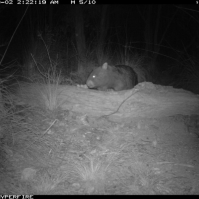 Vombatus ursinus (Common wombat, Bare-nosed Wombat) at Michelago, NSW - 1 Sep 2011 by Illilanga