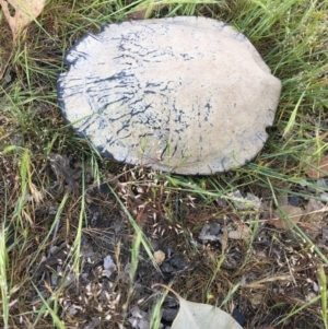 Chelodina longicollis at Gungahlin, ACT - 30 Oct 2017