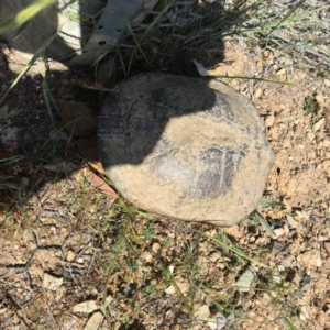 Chelodina longicollis at Gungahlin, ACT - 30 Oct 2017