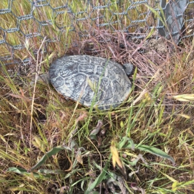 Chelodina longicollis (Eastern Long-necked Turtle) at Gungahlin, ACT - 30 Oct 2017 by JVWW