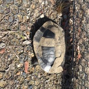 Chelodina longicollis at Gungahlin, ACT - 30 Oct 2017