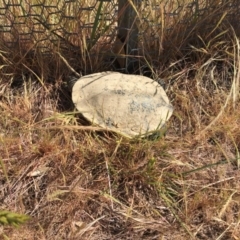 Chelodina longicollis (Eastern Long-necked Turtle) at Gungahlin, ACT - 30 Oct 2017 by JVWW