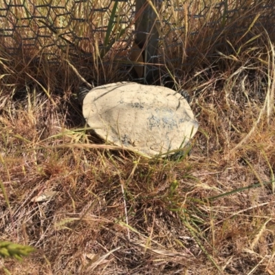 Chelodina longicollis (Eastern Long-necked Turtle) at Gungahlin, ACT - 29 Oct 2017 by JVWW