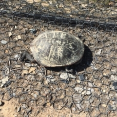 Chelodina longicollis (Eastern Long-necked Turtle) at Mulligans Flat - 29 Oct 2017 by JVWW