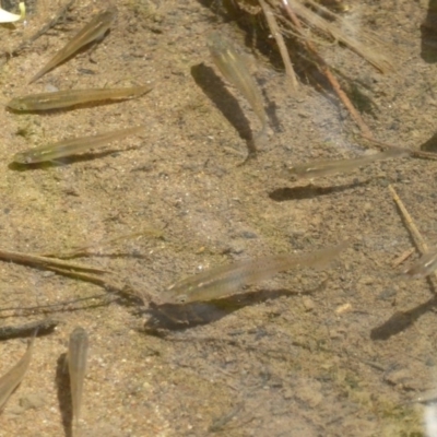 Gambusia holbrooki (Gambusia, Plague minnow, Mosquito fish) at Latham, ACT - 29 Oct 2017 by Christine