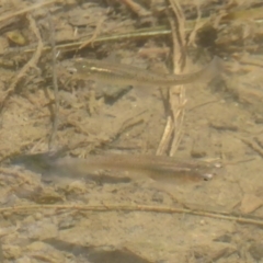 Gambusia holbrooki at Latham, ACT - 29 Oct 2017