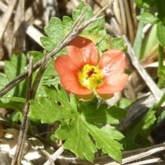 Modiola caroliniana (Red-flowered Mallow) at Latham, ACT - 28 Oct 2017 by Christine