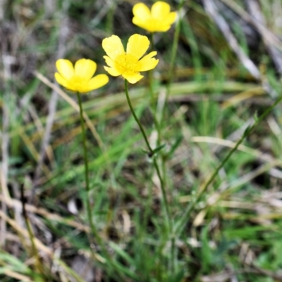 Ranunculus lappaceus (Australian Buttercup) at Wamboin, NSW - 30 Oct 2017 by Varanus