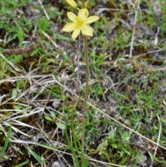 Bulbine bulbosa (Golden Lily) at Wamboin, NSW - 30 Oct 2017 by Varanus