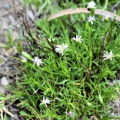 Vittadinia muelleri (Narrow-leafed New Holland Daisy) at Wamboin, NSW - 30 Oct 2017 by Varanus