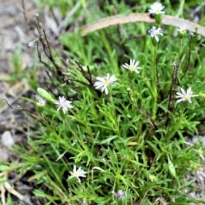 Vittadinia muelleri at Wamboin, NSW - 30 Oct 2017