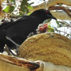 Corcorax melanorhamphos (White-winged Chough) at Farrer, ACT - 30 Oct 2017 by JohnBundock