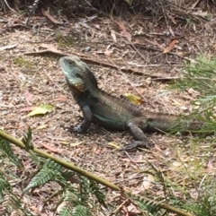 Intellagama lesueurii howittii (Gippsland Water Dragon) at Canberra Central, ACT - 30 Oct 2017 by AlexSof