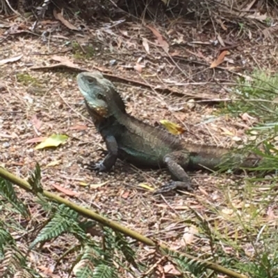 Intellagama lesueurii howittii (Gippsland Water Dragon) at ANBG - 30 Oct 2017 by AlexSof
