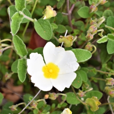 Cistus salviifolius (Sageleaf Rockrose) at QPRC LGA - 30 Oct 2017 by Varanus