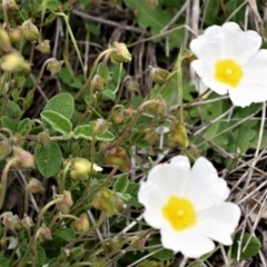 Cistus salviifolius at Bywong, NSW - 30 Oct 2017