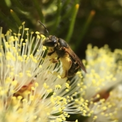 Lasioglossum (Chilalictus) bicingulatum (Halictid Bee) at ANBG - 29 Oct 2017 by PeterA