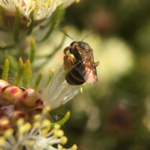 Lasioglossum (Chilalictus) bicingulatum at Acton, ACT - 29 Oct 2017