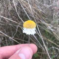 Leucochrysum albicans subsp. tricolor (Hoary Sunray) at Mount Majura - 30 Oct 2017 by AaronClausen