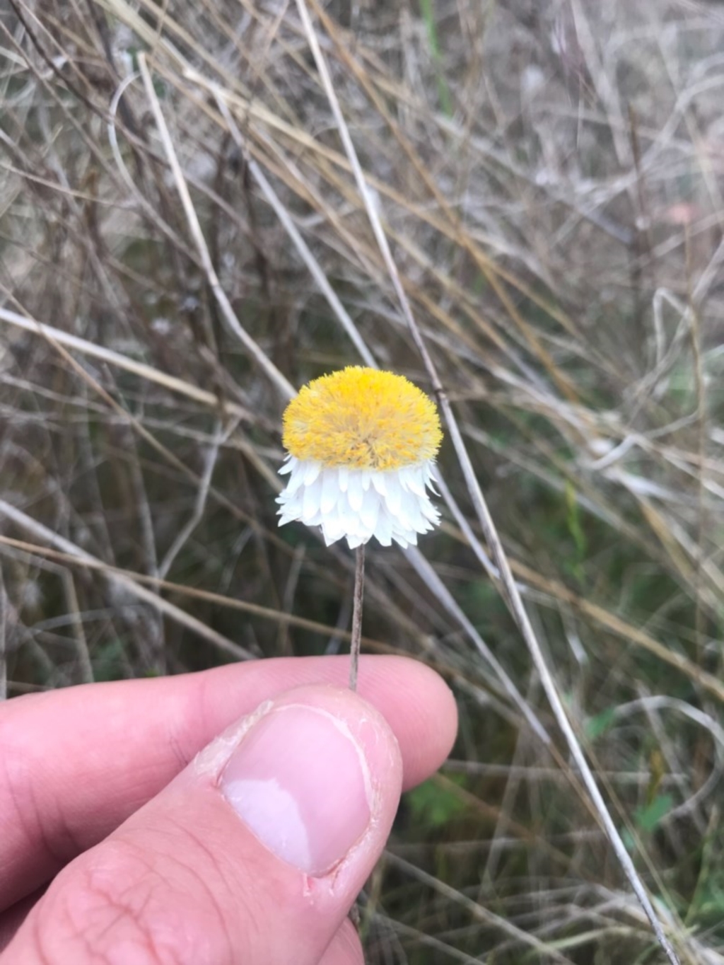 Leucochrysum albicans subsp. tricolor at Watson, ACT - 30 Oct 2017