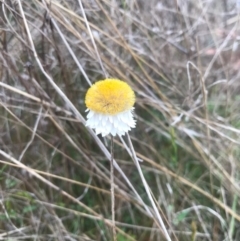 Leucochrysum albicans subsp. tricolor at Watson, ACT - 30 Oct 2017 06:31 PM