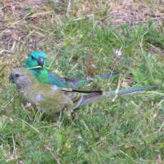 Psephotus haematonotus (Red-rumped Parrot) at Pine Island to Point Hut - 29 Oct 2017 by MatthewFrawley