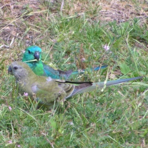 Psephotus haematonotus at Greenway, ACT - 29 Oct 2017