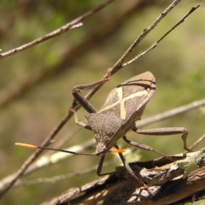 Mictis profana at Greenway, ACT - 29 Oct 2017