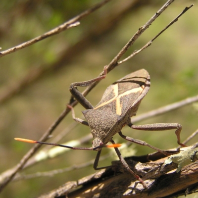 Mictis profana (Crusader Bug) at Greenway, ACT - 29 Oct 2017 by MatthewFrawley