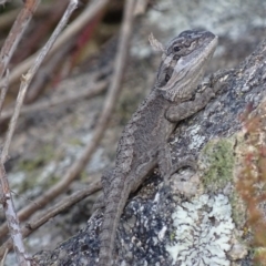 Pogona barbata (Eastern Bearded Dragon) at Red Hill Nature Reserve - 30 Oct 2017 by roymcd