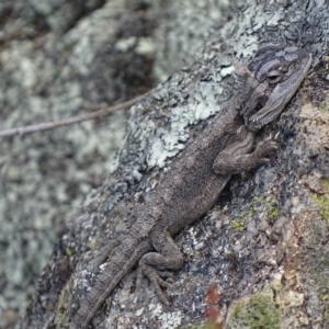 Pogona barbata at Garran, ACT - 30 Oct 2017