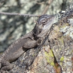 Pogona barbata at Garran, ACT - suppressed