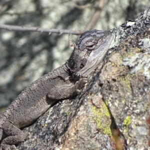 Pogona barbata at Garran, ACT - 30 Oct 2017