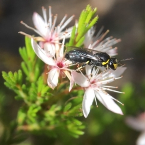 Hylaeus (Gnathoprosopoides) bituberculatus at Acton, ACT - 29 Oct 2017 03:10 PM