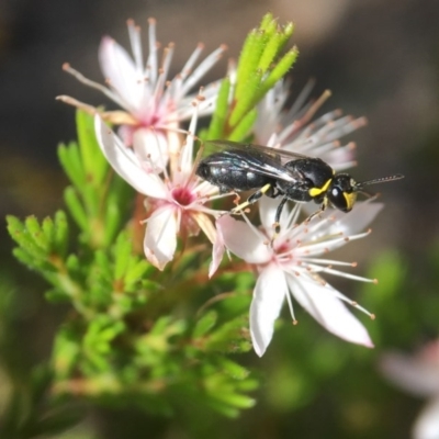 Hylaeus (Gnathoprosopoides) bituberculatus (Hylaeine colletid bee) at Acton, ACT - 29 Oct 2017 by PeterA