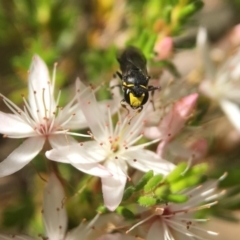 Hylaeus (Gnathoprosopoides) bituberculatus at Acton, ACT - 29 Oct 2017 03:10 PM