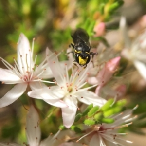 Hylaeus (Gnathoprosopoides) bituberculatus at Acton, ACT - 29 Oct 2017