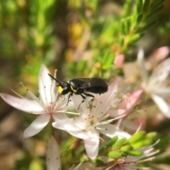 Hylaeus (Gnathoprosopoides) bituberculatus at Acton, ACT - 29 Oct 2017 03:10 PM